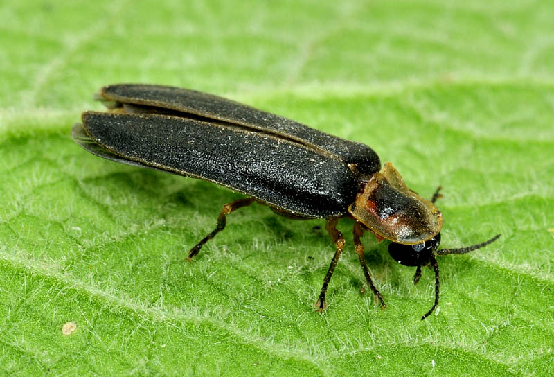 Accoppiamento di lucciole Lampyris sp.